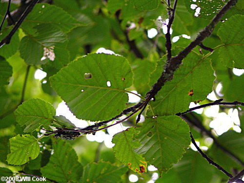 Mountain Paper Birch (Betula cordifolia) leaves
