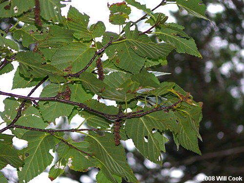 Mountain Paper Birch (Betula cordifolia) fruits