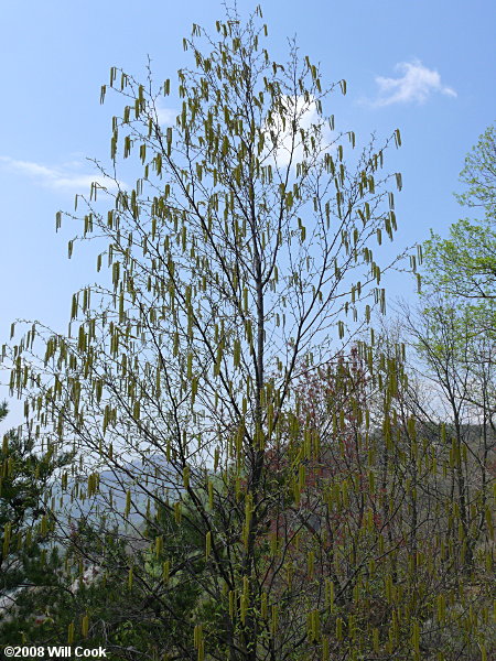 Sweet Birch (Betula lenta) catkins