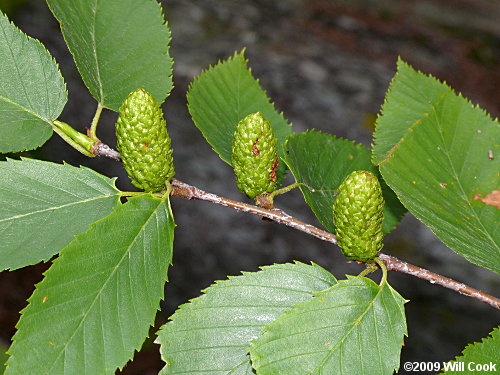 Sweet Birch (Betula lenta) fruits