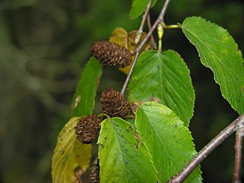 Sweet Birch (Betula lenta)