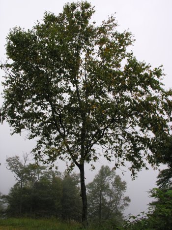 Sweet Birch (Betula lenta) tree summer