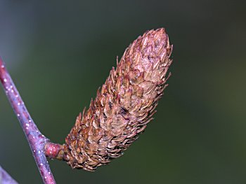 Sweet Birch (Betula lenta) fruit