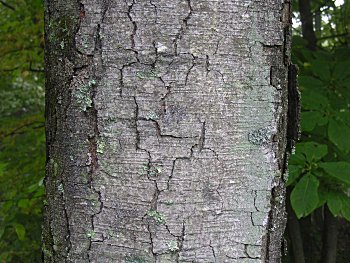 Sweet Birch (Betula lenta) bark