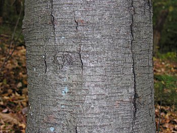 Sweet Birch (Betula lenta) bark