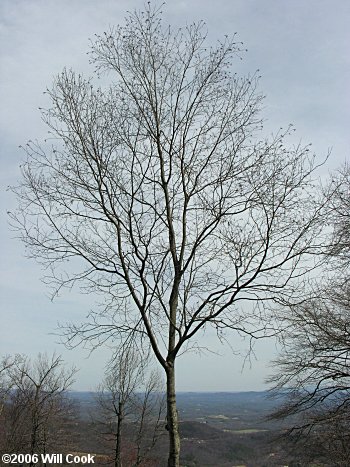 Sweet Birch (Betula lenta) tree winter