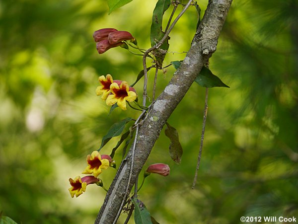 Crossvine (Bignonia capreolata) flowers leaves