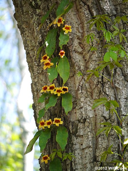 Crossvine (Bignonia capreolata) flowers