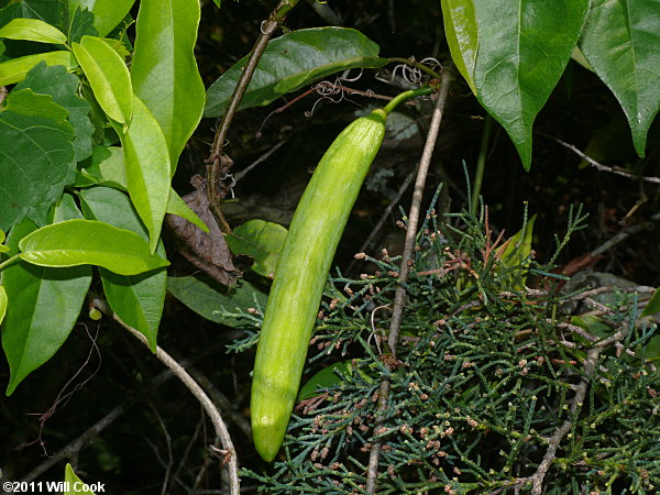 Crossvine (Bignonia capreolata) fruit