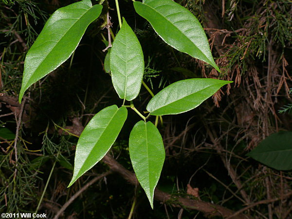 bignonia capreolata crossvine