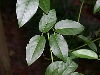 Crossvine (Bignonia capreolata) leaves