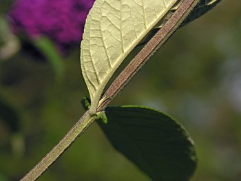 Orange-eye Butterfly-bush (Buddleja davidii) leaf