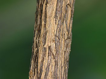 Orange-eye Butterfly-bush (Buddleja davidii) bark