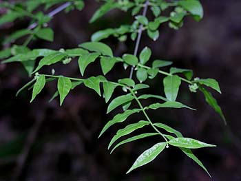 Piratebush (Buckleya distichophylla)