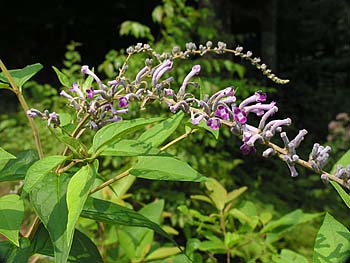 Lindley's Butterfly-bush (Buddleja lindleyana)