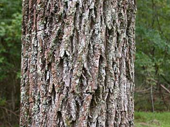 Mockernut Hickory (Carya alba/tomentosa) bark