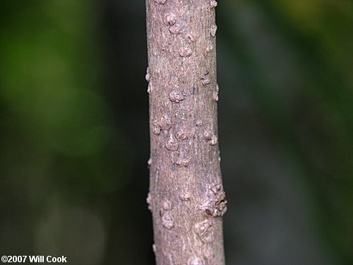 American Beautyberry (Callicarpa americana) bark