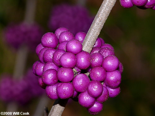 American Beautyberry (Callicarpa americana) fruit