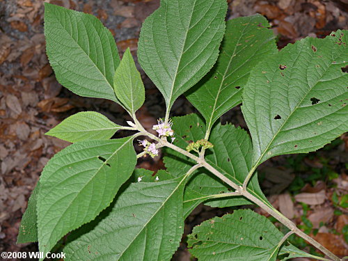 American Beautyberry (Callicarpa americana) flowers