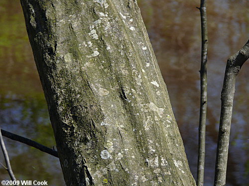 American Hornbeam (Carpinus caroliniana) bark