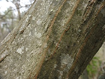 American Hornbeam (Carpinus caroliniana) bark