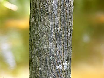 Bitternut Hickory (Carya cordiformis)