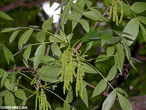 Bitternut Hickory (Carya cordiformis) flowers
