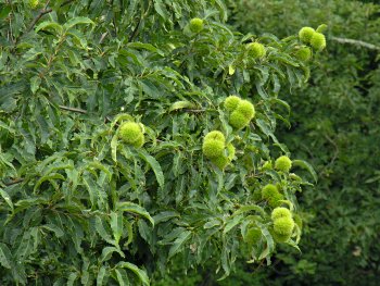 American Chestnut (Castanea dentata) fruits
