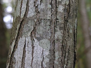American Chestnut (Castanea dentata) bark