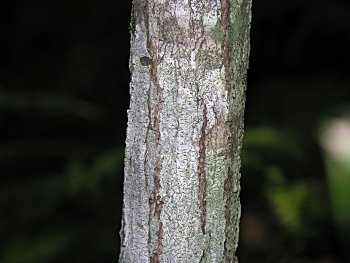 American Chestnut (Castanea dentata) bark