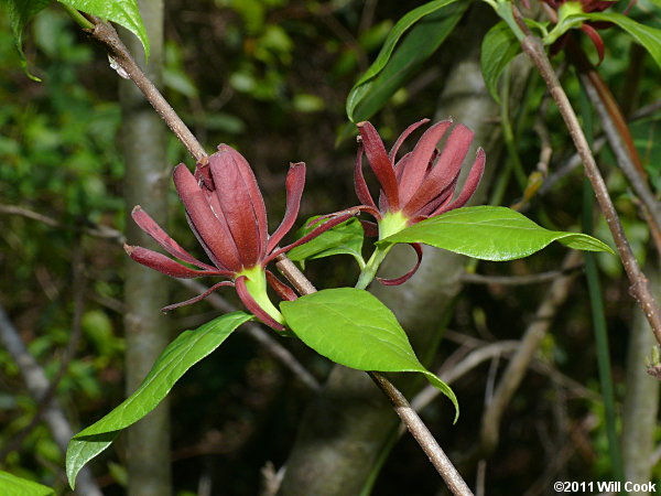 Sweetshrub, Sweet Betsy, Sweet Bubby Bush (Calycanthus floridus) flower