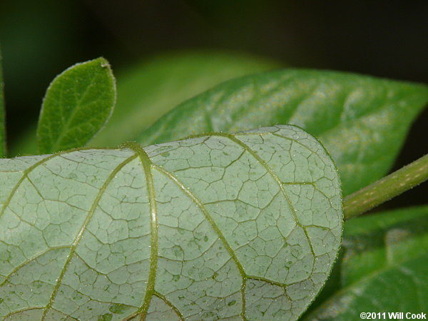 Sweetshrub, Sweet Betsy, Sweet Bubby Bush (Calycanthus floridus) leaf