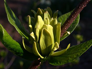 Sweetshrub, Sweet Betsy, Sweet Bubby Bush (Calycanthus floridus) Athens