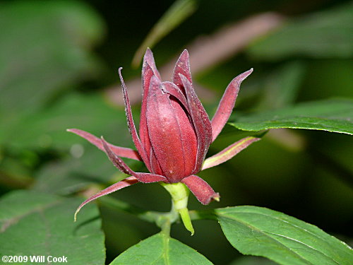 Sweetshrub, Sweet Betsy, Sweet Bubby Bush (Calycanthus floridus)