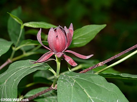Sweetshrub, Sweet Betsy, Sweet Bubby Bush (Calycanthus floridus) flower