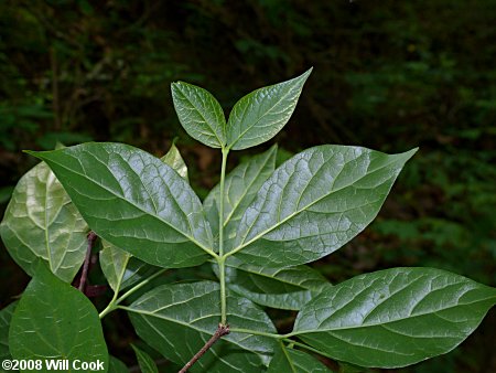Sweetshrub, Sweet Betsy, Sweet Bubby Bush (Calycanthus floridus) leaf