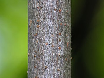 Sweetshrub, Sweet Betsy, Sweet Bubby Bush (Calycanthus floridus) bark