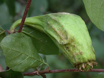 Sweetshrub, Sweet Betsy, Sweet Bubby Bush (Calycanthus floridus)