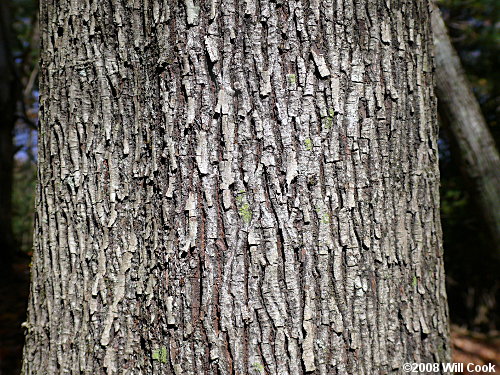 Pignut Hickory (Carya glabra) bark