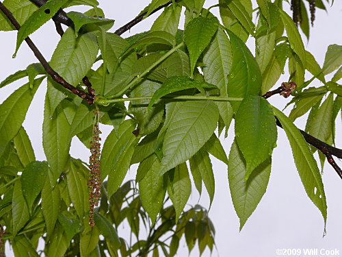 Pignut Hickory (Carya glabra) flowers