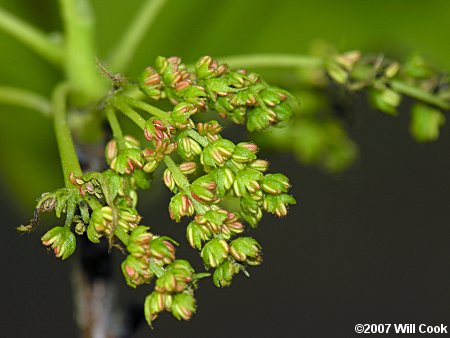 Pignut Hickory (Carya glabra) flowers