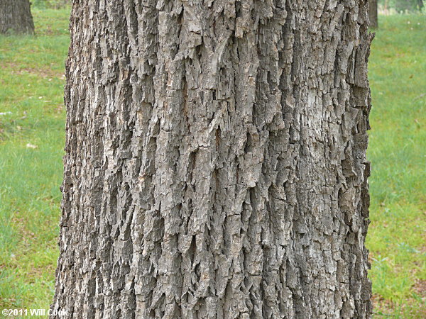Pecan (Carya illinoinensis)
