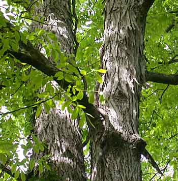 Shellbark Hickory (Carya laciniosa) bark