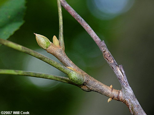 Nutmeg Hickory (Carya myristiciformis) buds