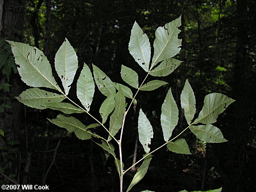 Nutmeg Hickory (Carya myristiciformis) leaf undersides