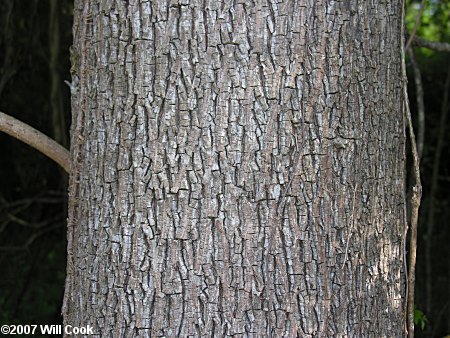 Nutmeg Hickory (Carya myristiciformis) bark