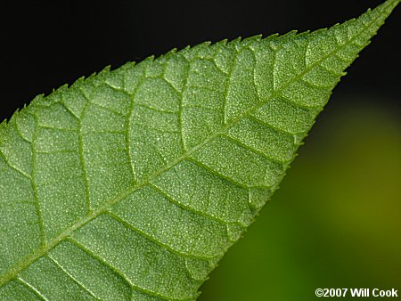 Nutmeg Hickory (Carya myristiciformis) leaf