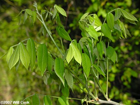 Nutmeg Hickory (Carya myristiciformis) leaves