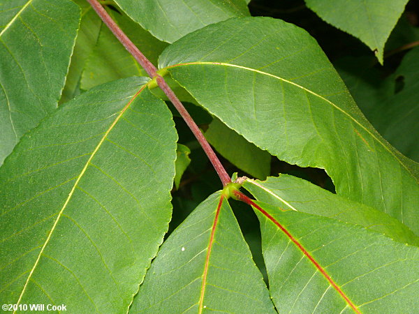 Red Hickory (Carya ovalis)