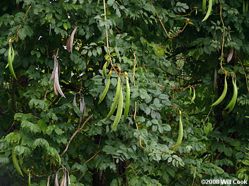 Trumpet Creeper (Campsis radicans) fruit